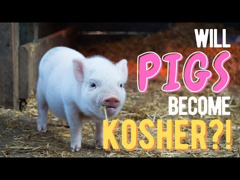 Will Pigs Become KOSHER?!