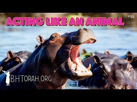The Price For Acting Like An Animal