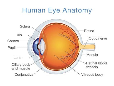 Scientists Discover God By Researching the Eye