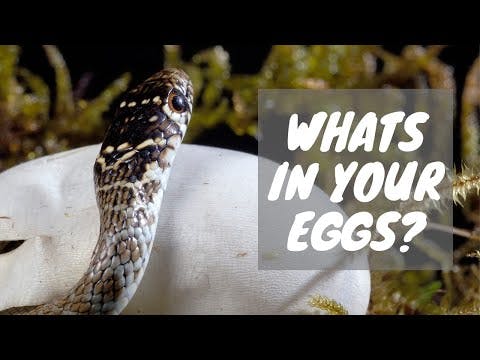 What's In Your Eggs? (Bitachon #30)
