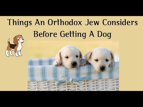 Things An Orthodox Jew Considers Before Getting A Dog