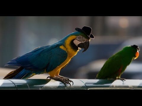 Parrot That Made People do TeShuva REAL STORY (8 Minutes)