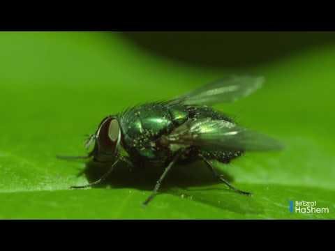 Divine Knowledge In The Torah: Insects & Infectious Diseases (1 minute)
