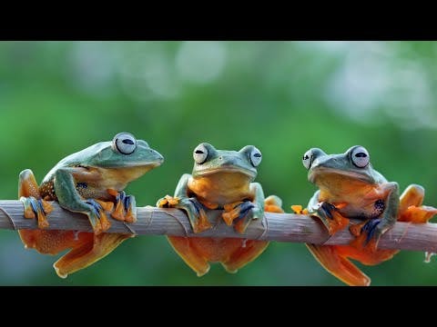 What Can We Learn From The Frogs?