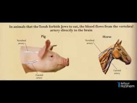 Divine Knowledge In Torah: Kosher Animal Secrets (3 minutes)