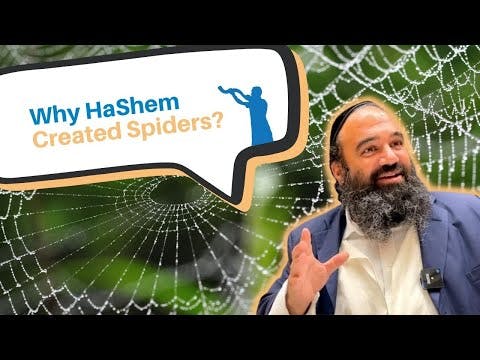 Why did HaShem create spiders?