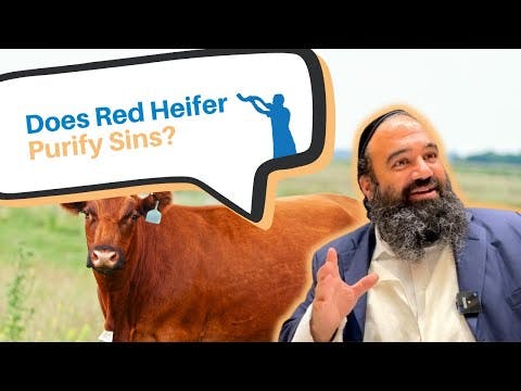 Does the Red Heifer purify sins?