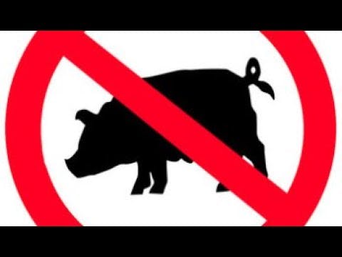 Why You Should Not Eat Pig?
