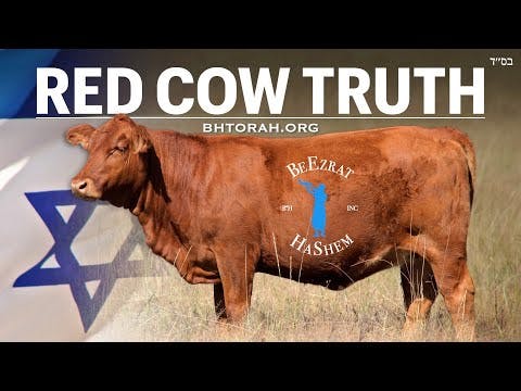 Truth About The Red Cow & Third Temple Sacrifice According To Torah