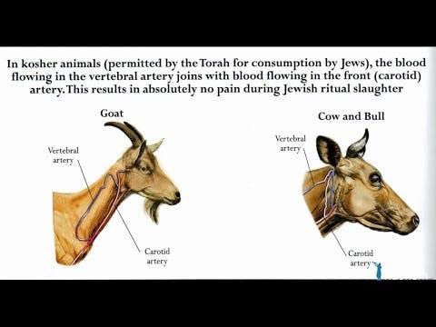 Why Does HaShem Allow Us To Kill Animals?